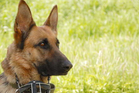 German shepherd is sitting and waiting for instructions against the background of green grass.の写真素材