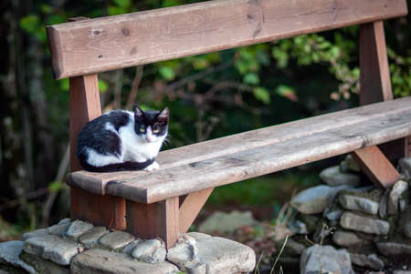 The black and white cat sits on a wooden shop.の写真素材