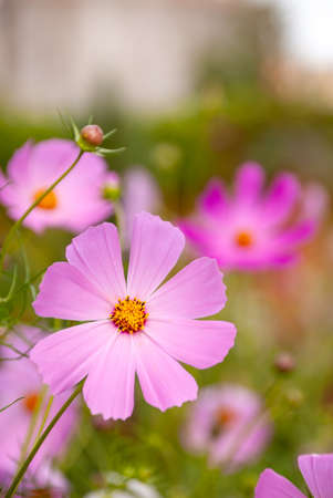 Beautiful garden flowers - cosmea. Flower on a blurred color backgroundの写真素材