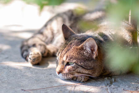 A gray cat on the street lies on asphalt under a bush and watches passers-by.の写真素材