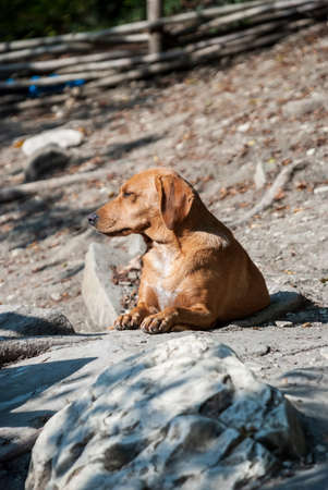 Red hunting dog lies on stones and warms in the sunの写真素材