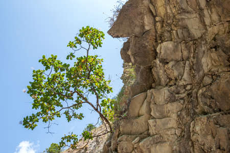Mountain landscape. A tree growing from rocks.の写真素材