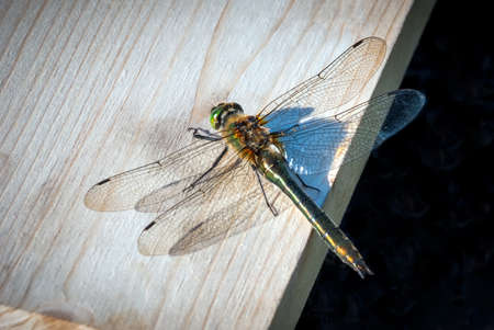 Dragonfly sitting on a board on a sunny day.
