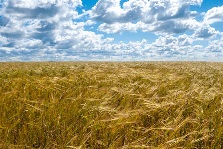 Field of golden wheat against the background of a blue sky with cloudsの写真素材