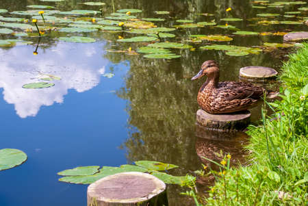 A gray duck sits on the shore by the lake. Grass, trees and pitchers with reflection in the water.の写真素材