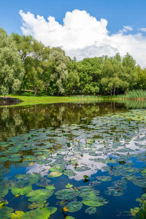 A lake with jugs and a reflection of the sky in the water. Spring tree foliage and green grass.の写真素材