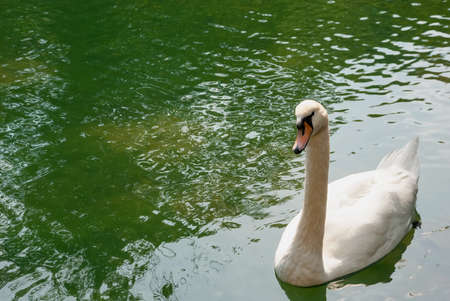 A lonely white swan floats through the water of the lake.の写真素材