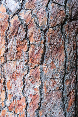 Natural background and texture from pine bark. Macrophoto