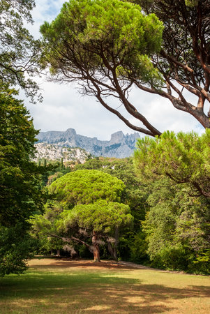 Botanical garden of Yalta. Beautiful landscape of the park on a sunny day. Crimean peninsulaの写真素材