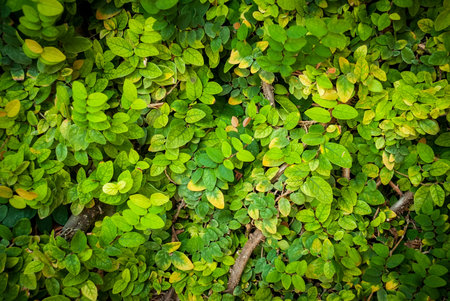 Natural textural background of branches and leaves of wood.
