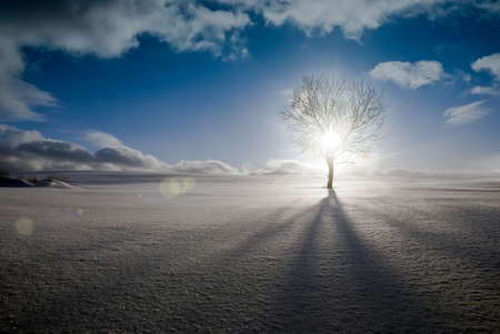 Winter landscape on a frosty evening. Lonely tree on a snow-covered field in the backlight of the sun against the background of a blue sky with clouds.の写真素材