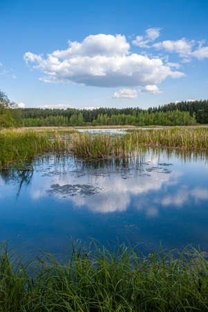 Summer landscape. Meadow, pond and trees against the background of a blue sky with beautiful heap clouds.の写真素材