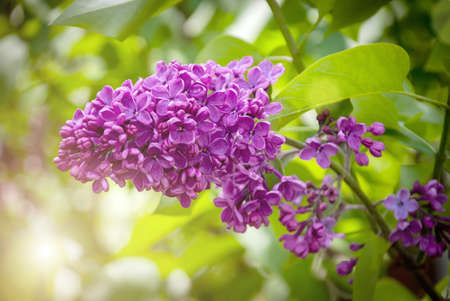 A branch of red lilac against a background of green leaves.の写真素材