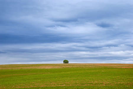 A lonely tree on the horizon of a field with a thunderstorm sky. Spring landscape. Minimalism.の写真素材