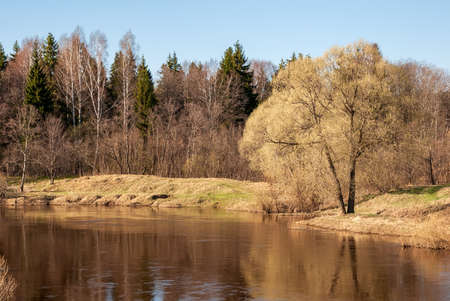 Spring landscape. River, clear blue sky and crowns of trees without leaves.の写真素材