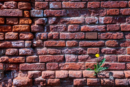 Texture and background from the wall of old red bricks. Dandelion growing on a wall of bricks.の写真素材