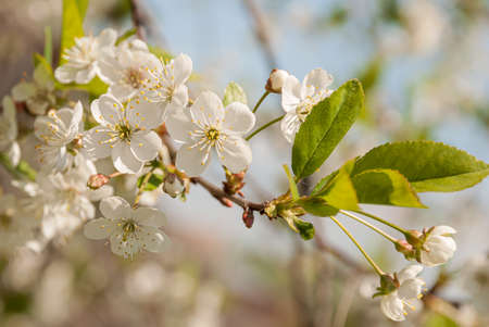 The unfolded flowers of the apple tree in the rays of sunlight.の写真素材