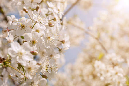 The unfolded flowers of the apple tree in the rays of sunlight.の写真素材