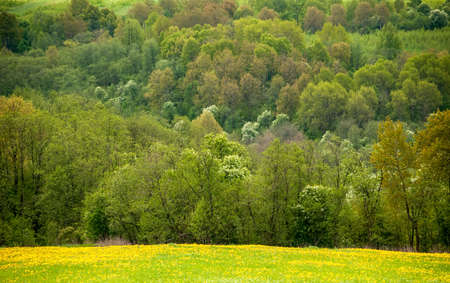 Spring deciduous forest - as a background image. Background texture from tree crowns.の写真素材