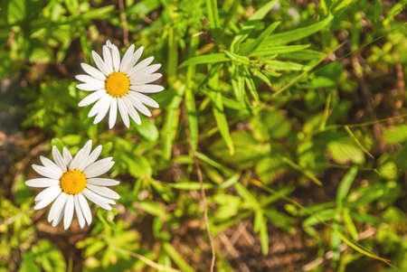 Field of camomiles at sunny day at nature. Camomile daisy flowers, field flowers, chamomile flowers,...