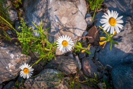 Chamomile on a sunny day on a background of stones. Chamomile flowers, wildflowers, chamomile flowers, spring dayの写真素材