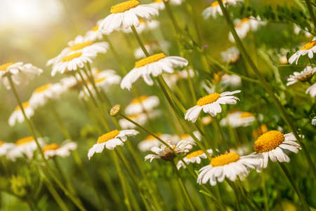 Field of camomiles at sunny day at nature. Camomile daisy flowers, field flowers, chamomile flowers,...