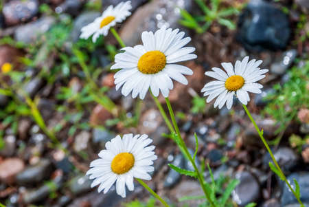 Chamomile on a sunny day on a background of stones. Chamomile flowers, wildflowers, chamomile flowers, spring dayの写真素材