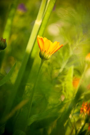 Bright orange calendula flowers (Calendula officinalis, pot marigold, ruddles). Natural floral backgroundの写真素材