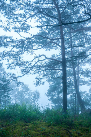Landscapes of Siberia. Early morning on the Kiya river. Fog in a pine forest (taiga), in the mountains. Kemerovo region.の写真素材