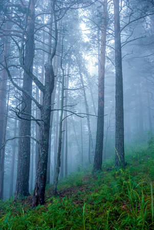 Landscapes of Siberia. Early morning on the Kiya river. Fog in a pine forest (taiga), in the mountains. Kemerovo region.の写真素材