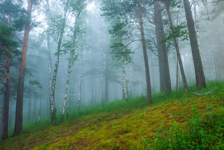 Landscapes of Siberia. Early morning on the Kiya river. Fog in a pine forest (taiga), in the mountains. Kemerovo region.の写真素材