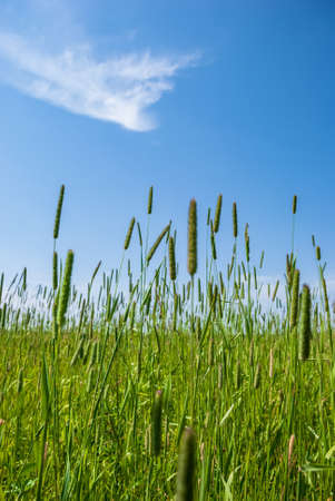 Juicy green grass against the background of a blue sky with clouds.の写真素材