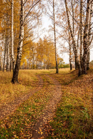 Autumn black white birch tree forrest landscapeの写真素材