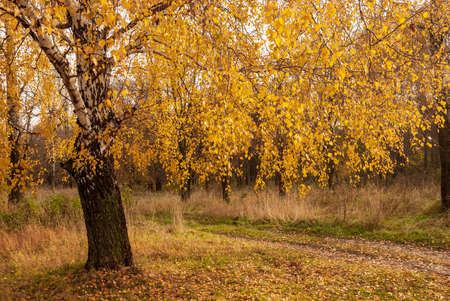 Autumn black white birch tree forrest landscapeの写真素材