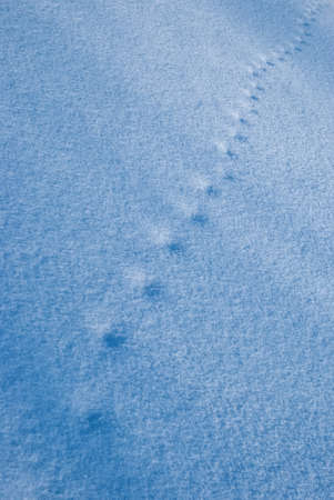 Background image with snow texture. Footprints in the snow.の写真素材