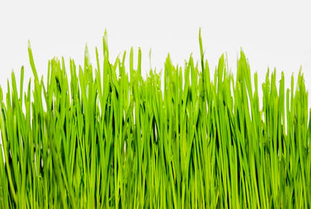 Isolated green grass on a white backgroundの写真素材