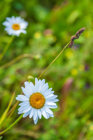 Field chamomiles in the rays of sunlight against the background of green grass.の写真素材
