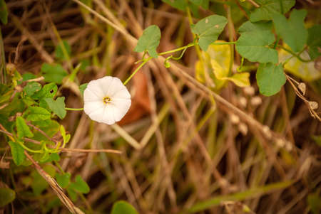 White hair on the background of yellow straw.
