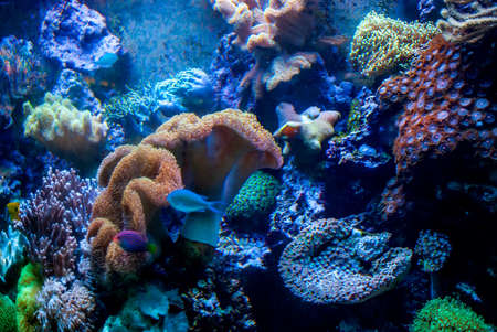 Underwater shooting. Coral reef and colorful fish.