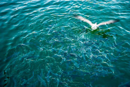 Albatross on the water. Trying to catch fish that splashes on the surface of the sea.の写真素材