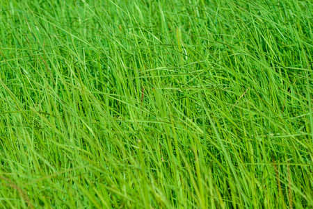Green grass background close up top view imageの写真素材