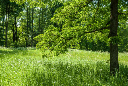 Summer landscape on a sunny day. Forest, meadows and blue sky with clouds.の写真素材