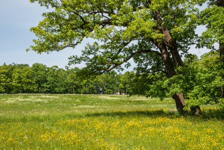 Summer landscape on a sunny day. Forest, meadows and blue sky with clouds.の写真素材