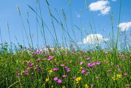 Green meadow of field colors with blue sky and background clouds.の写真素材
