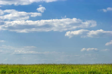 Green meadow with blue sky and background clouds.の写真素材