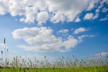 Green meadow with blue sky and background clouds.の写真素材