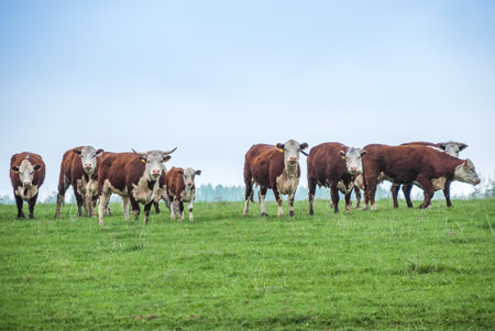 A herd of cows on a green fieldの写真素材