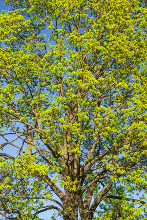 A view from below of a huge tree. Sunlight in the deciduous forest, summer nature, sunny day. The upper branches of a tree with fresh green foliage.の写真素材