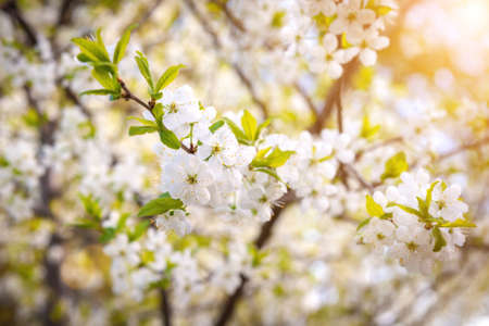 Beautiful branch of a flowering apple tree with sun.の写真素材