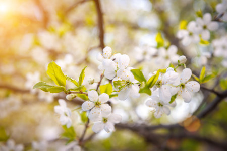 Beautiful branch of a flowering apple tree with sun.の写真素材